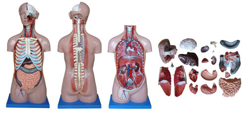 无性躯干模型85CM 20件HK-XC206