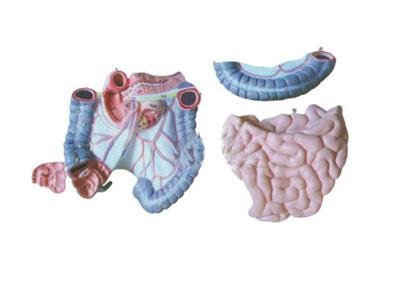 结肠空回肠解剖模型HK-BM1085