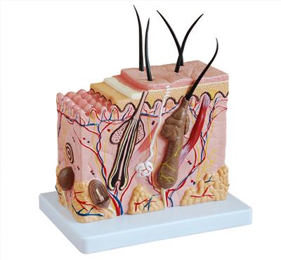 中型皮肤放大模型HK-A1059