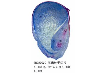 玉米种子切片