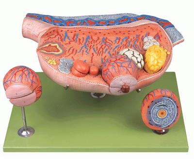 卵巢放大模型KL2077
